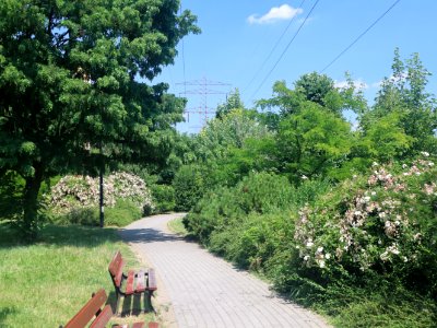 2021_Warszawa_park_Hassów,_1