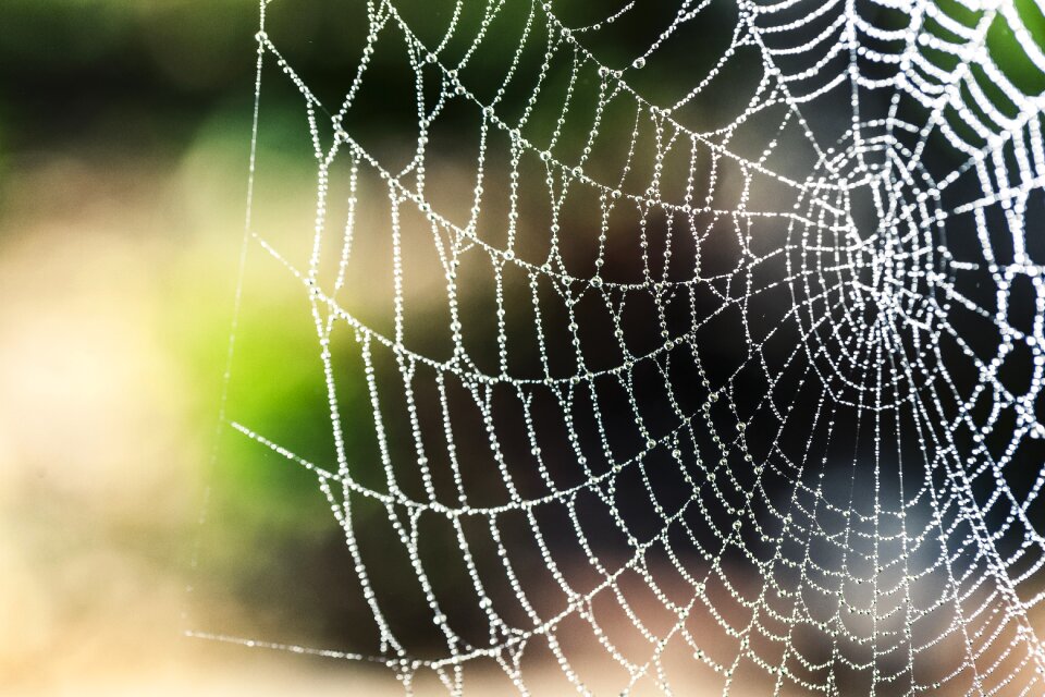 Arachnid animal spider