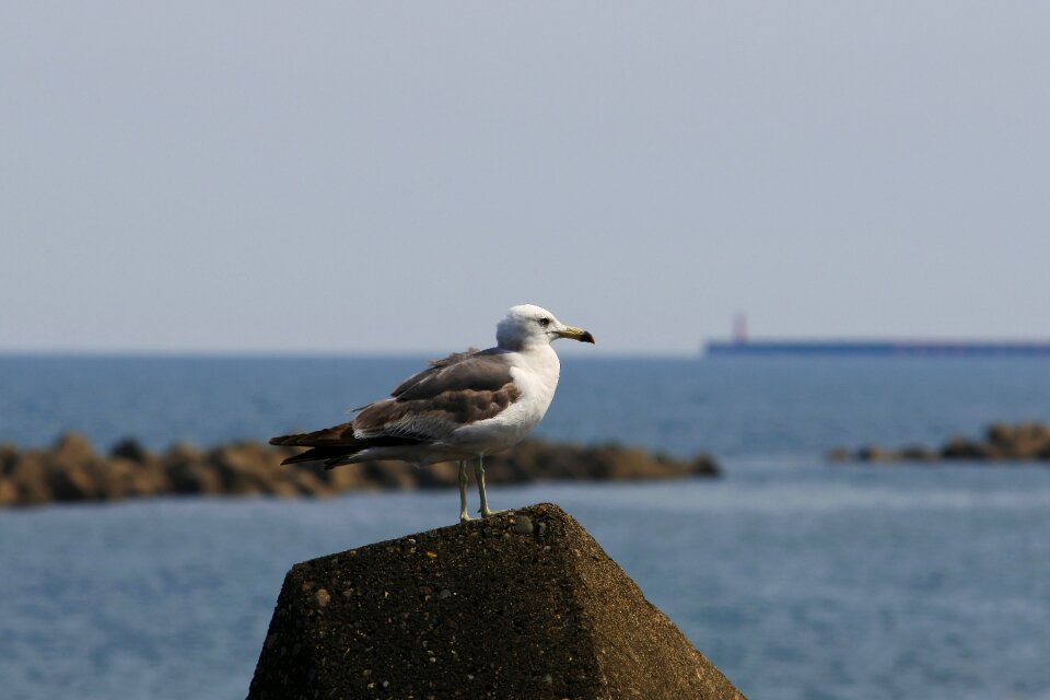Wave off block seabird sea gull