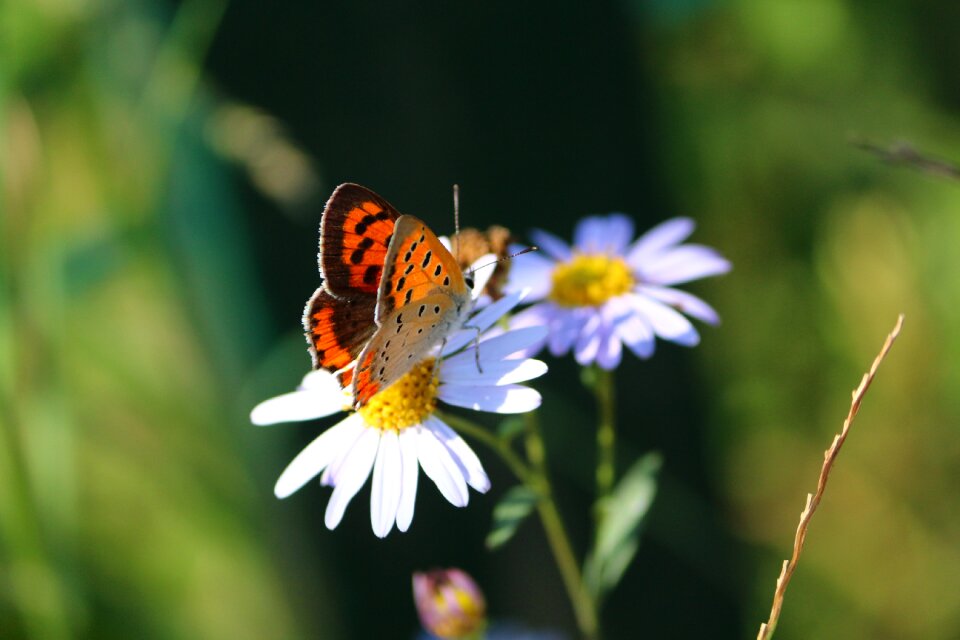 Chrysanthemum autumn leisure