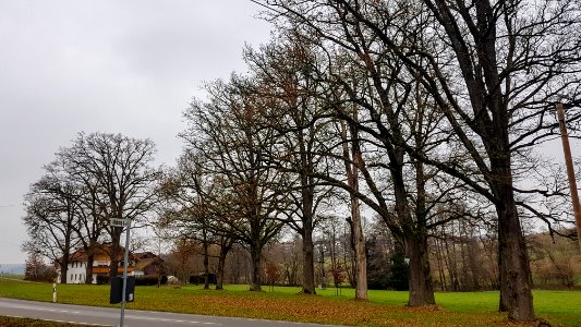 20201206_ND_Klebinger_Schlossallee_Pleisk18