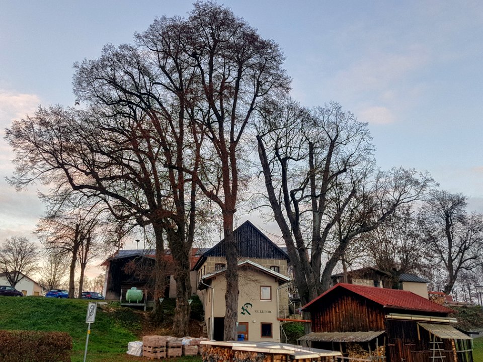20201129_Linden_beim_Kellerwirt_Haiming