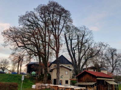 20201129_Linden_beim_Kellerwirt_Haiming
