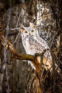 Outdoors forest great horned owl