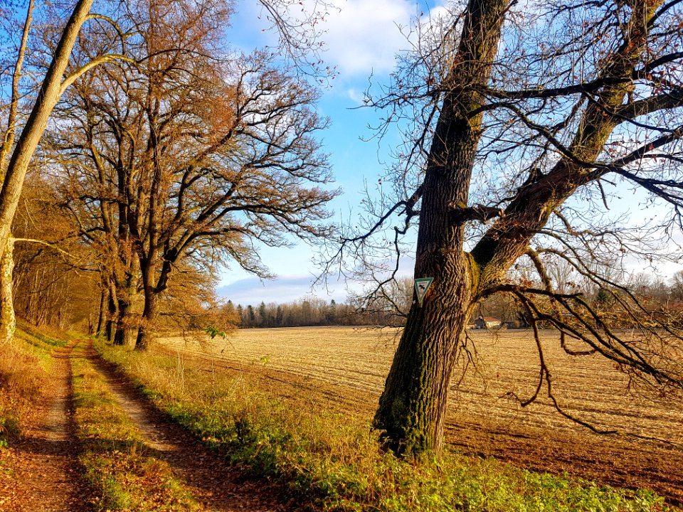 20201129_ND_Eichenreihe_Schlossgarten3