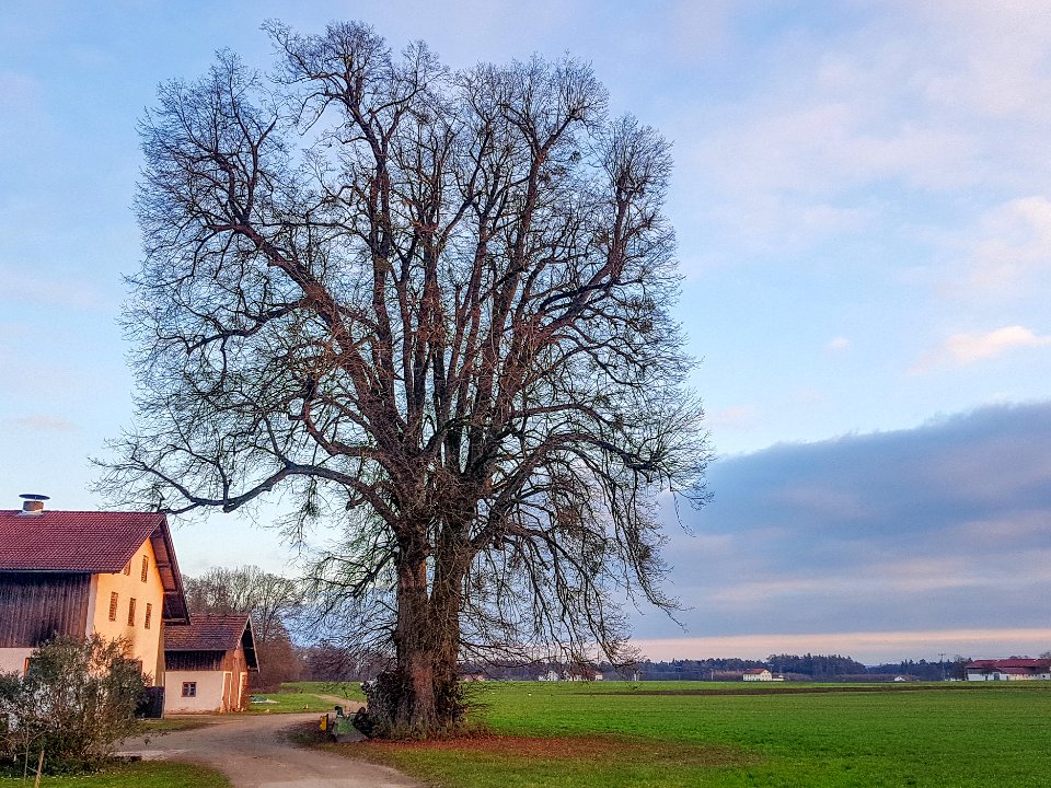 20201129_ND_Winterlinde_am_Kapshof_Niedergottsau