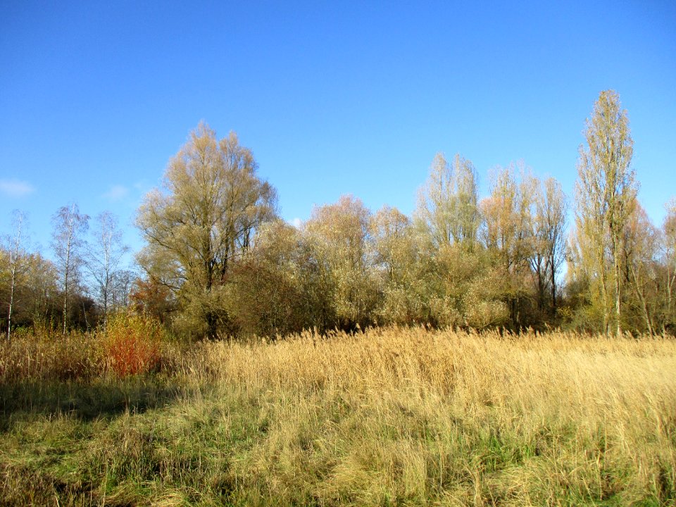 20201128St._Arnualer_Wiesen2