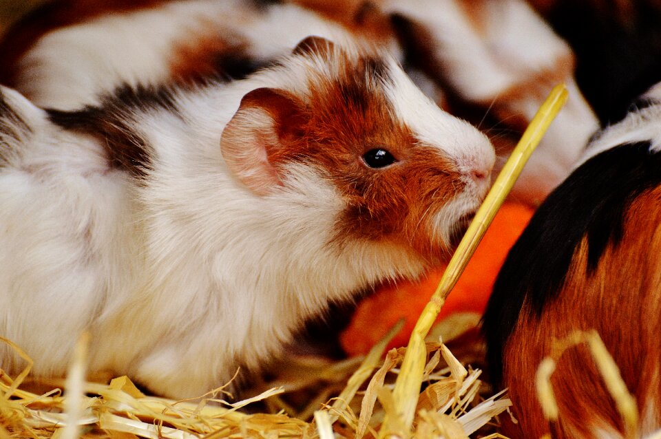 Nager young animals small