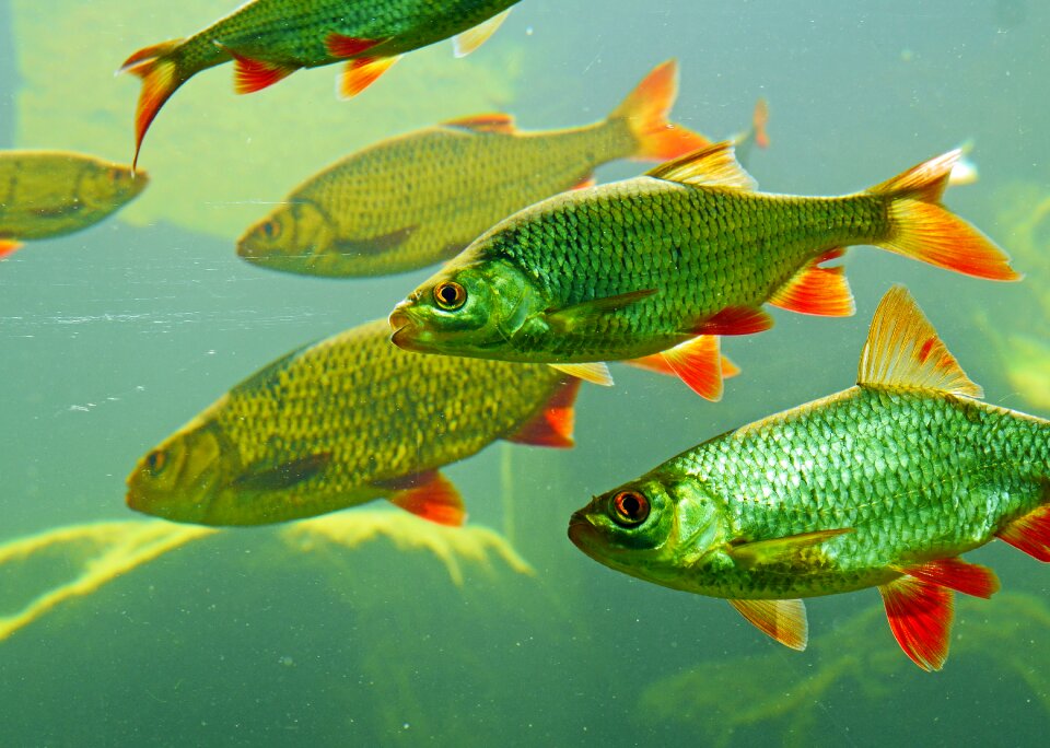Water zooologie fish