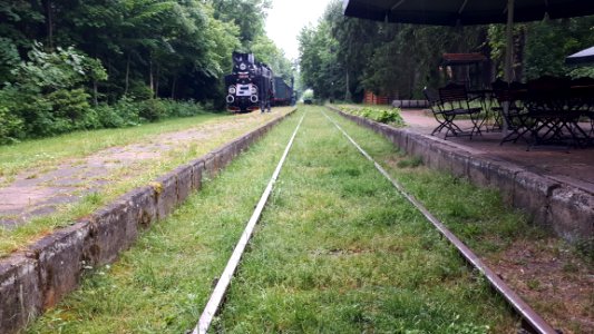 20210612_173815_June_2021_in_Białowieża