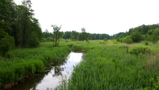 20210612_172825_June_2021_in_Białowieża