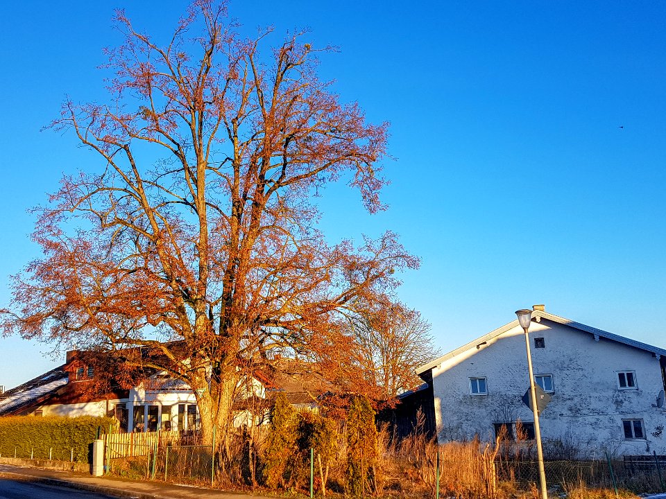 20201231_ND_Bittner-Linde