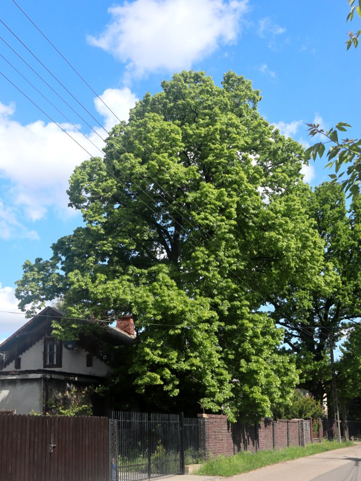 2021_Warszawa_lipa_drobnolistna_Przemysława_II_14