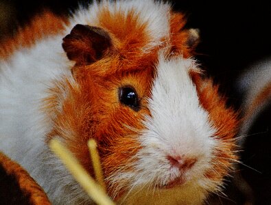 Nager young animals small