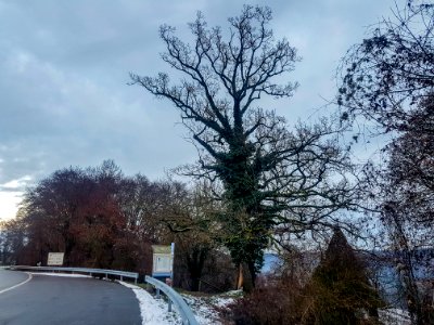 20201230_ND_Eiche_am_Aussichtstürmchen_Weilhardtblick_Bgh1