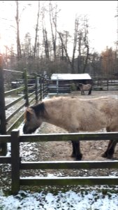 20201227_131814_Akcent_Zoo