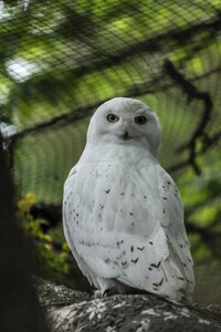 Bird prey eyes photo