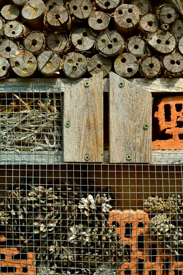 Insect protection measures hibernation help drill holes