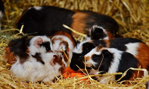 Nager young animals small