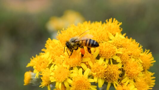 Yellow spring nature