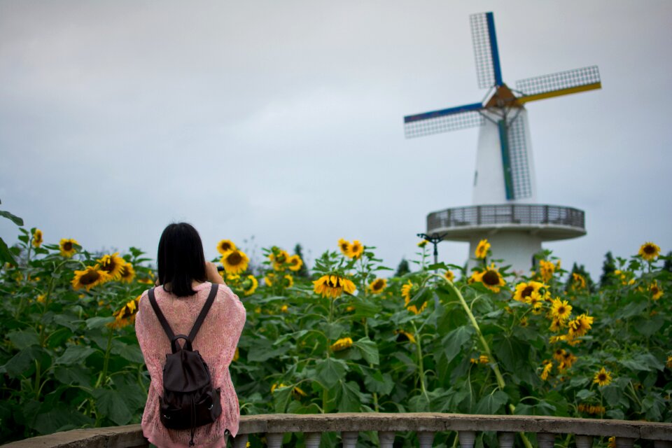 Windmill ninghai small fresh
