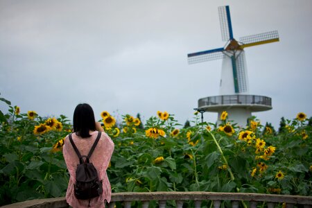 Windmill ninghai small fresh