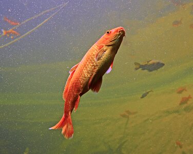 Colorful swim underwater world photo