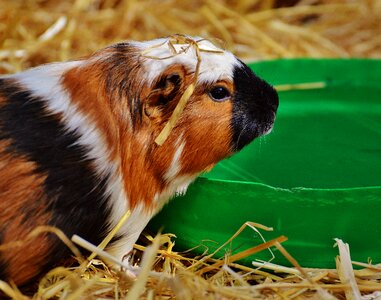Nager young animals small