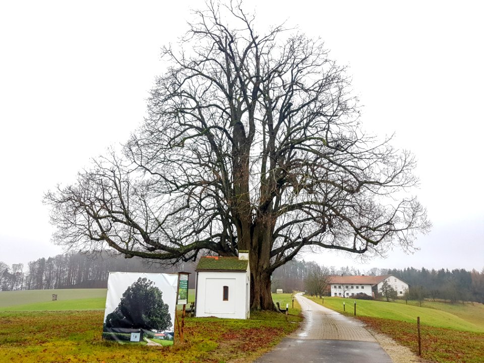 20201213_ND_Kapellenlinde_in_Schmidhub5