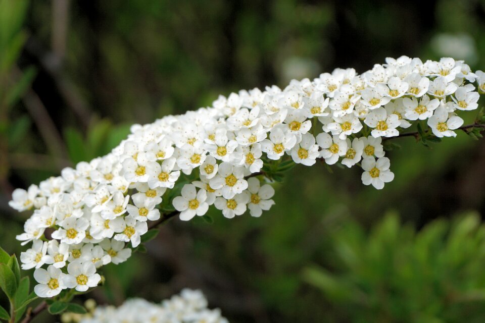 Bush ornamental shrub spierstrauch