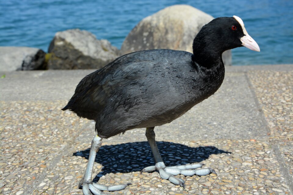 Animal wild fauna
