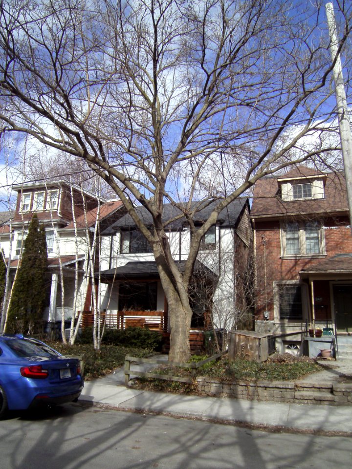 249_Albany_Ave_Annex_Toronto