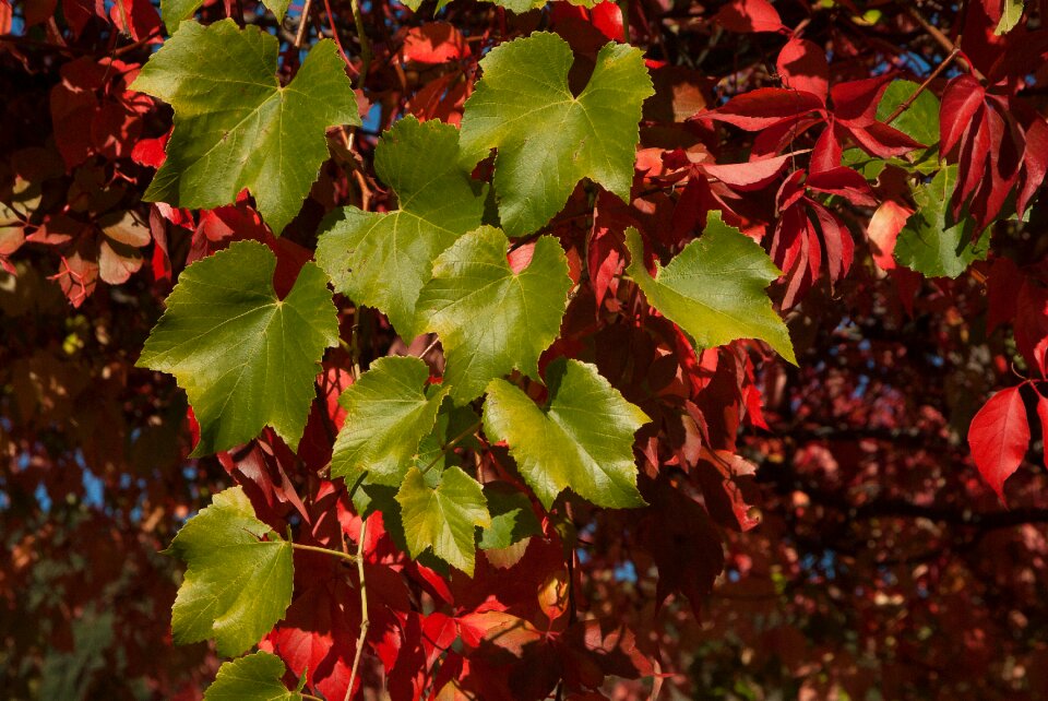 Creeper leaves fall