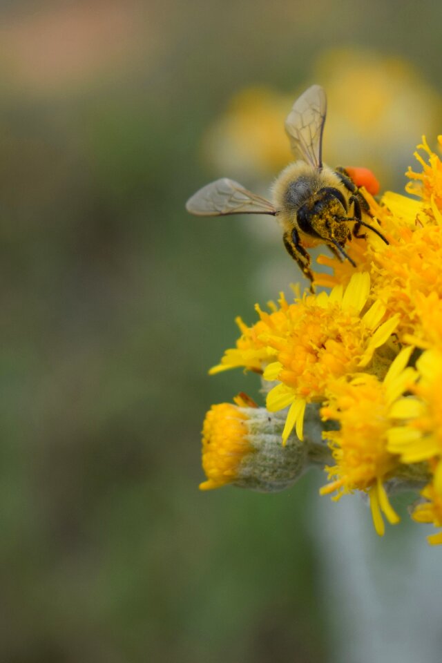 Yellow spring nature