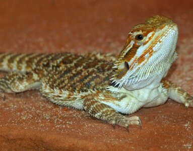 Bearded dragon reptile pogona vitticeps