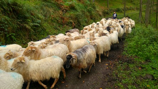 Nature mountain herd