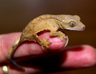 Crown gecko reptile gecko