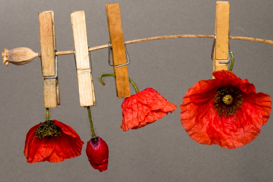 Red poppy klatschmohn poppy capsule