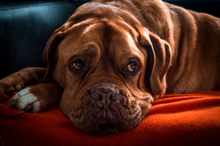 Animal old dog sweet