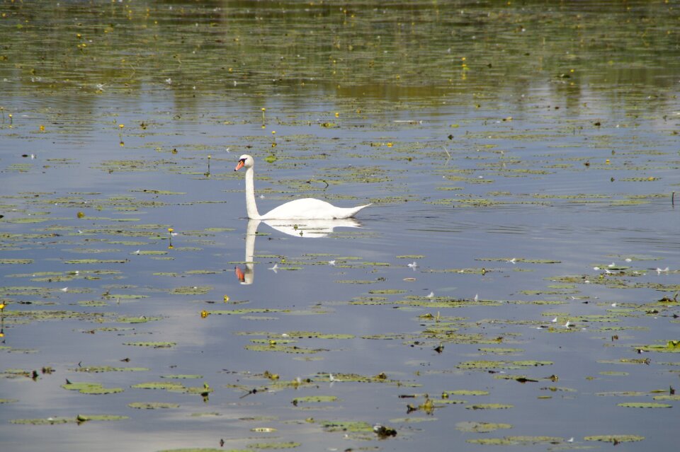 Animals white waters
