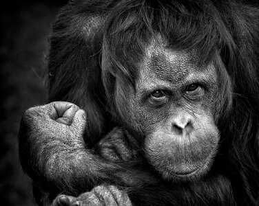 Primate nature close up