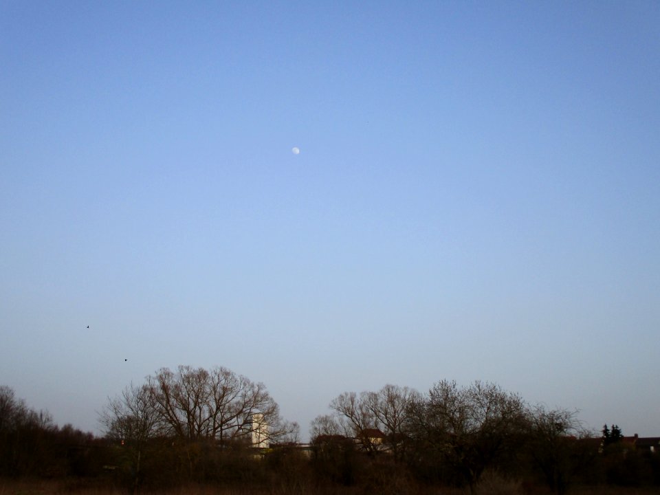 20210224Güdinger_Allmet4