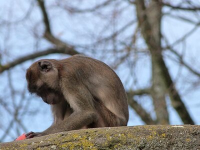 Macaque crabier monkey photo