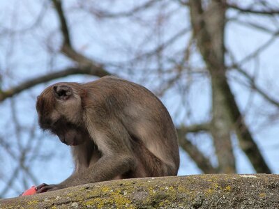 Macaque crabier monkey