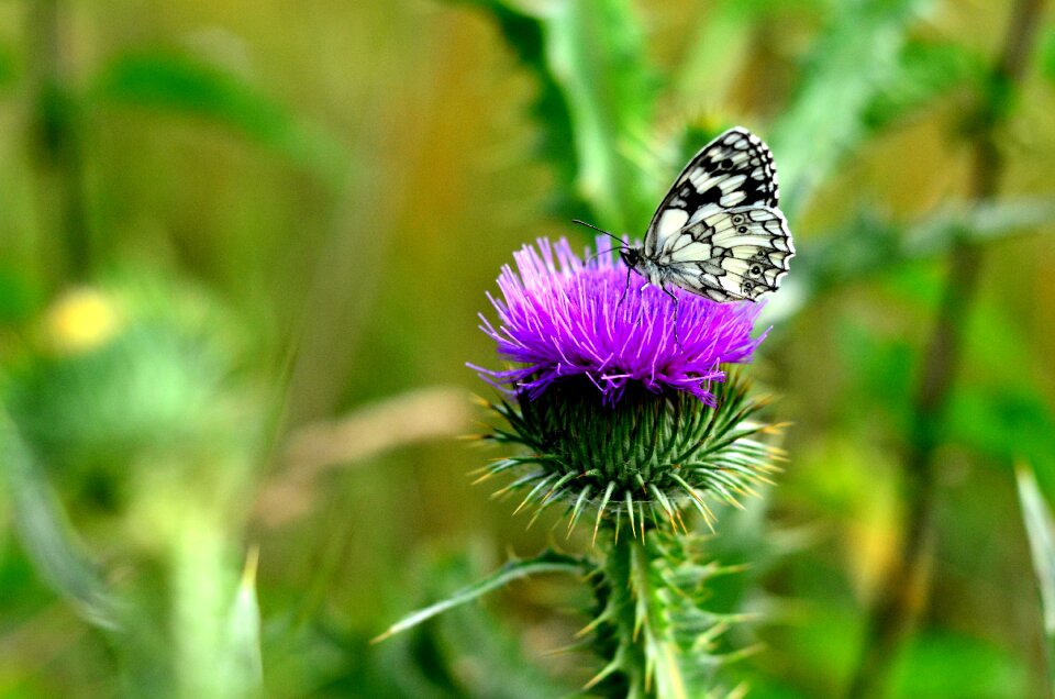Summer plants wildflower