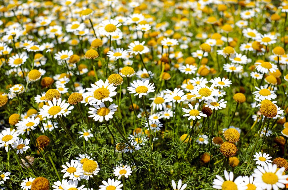 Flowers bloom field