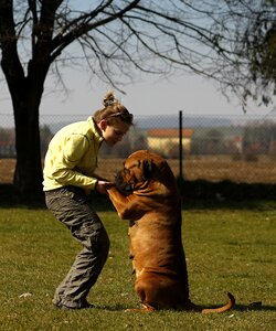 Mastiffs mastiff woman photo