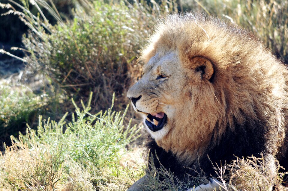 Africa carnivore mammal photo