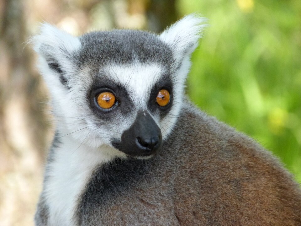 Maki catta lemur madagascar
