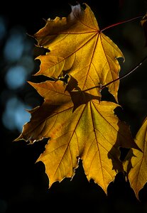 Plant yellow nature
